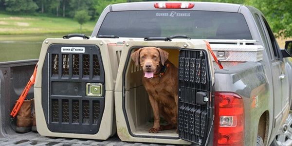 truck safety for pets