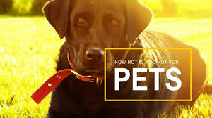 how hot is too hot for pets