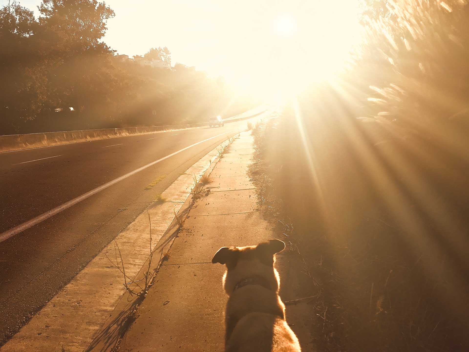 What Happens to Pet if You Die - Picture of Dog on Walk in Golden Hour