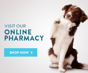 PETS Clinic Online Pharmacy - "Visit Our Online Pharmacy" Image with Dog Begging