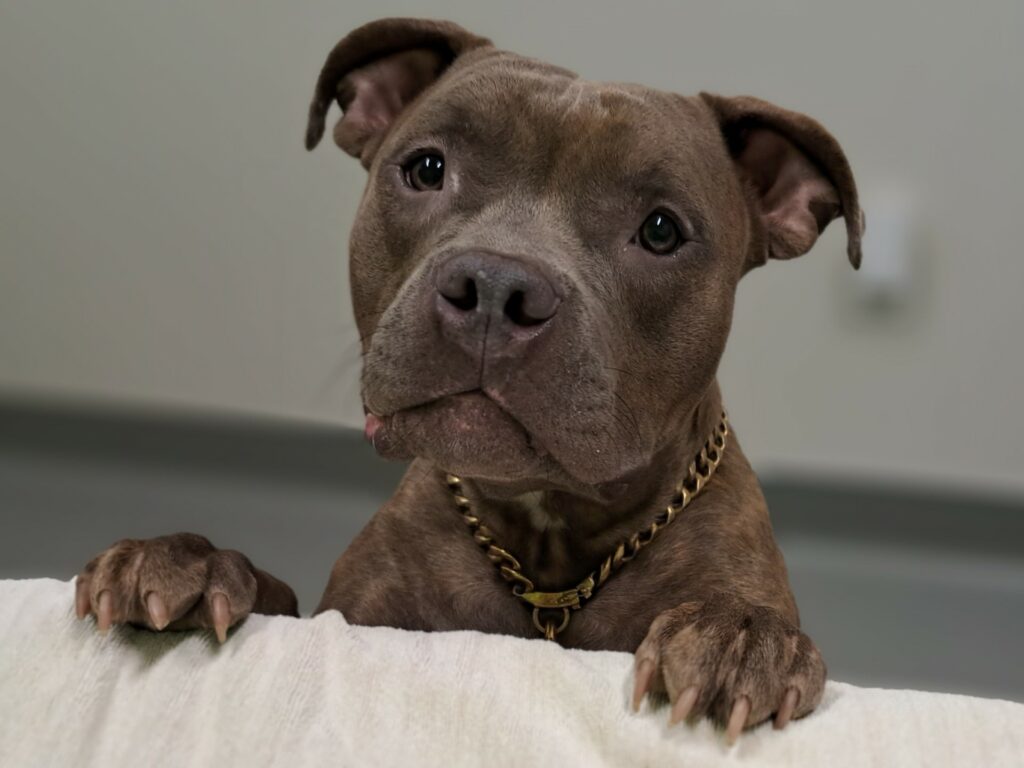 a pitbull looking over the clinics front desk to show wichita falls dog food and cat food help PETS Clinic Pantry